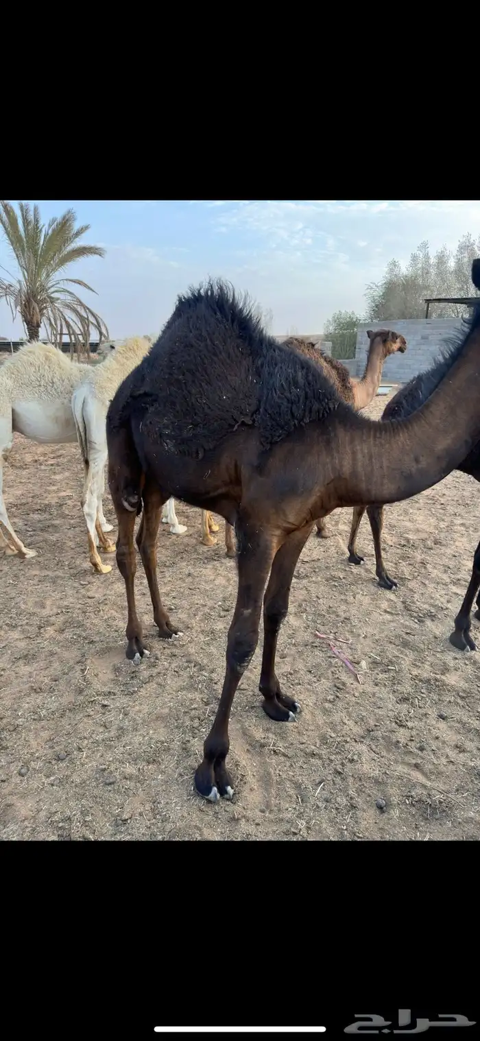 للبيع قعدان ثنين سمان واطيب من التصوير وتحت امهاتها 0