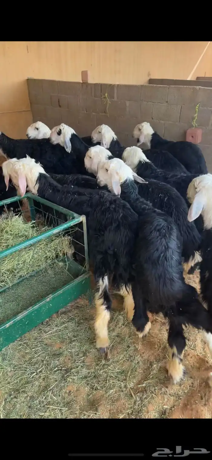طليان ذبايح 1