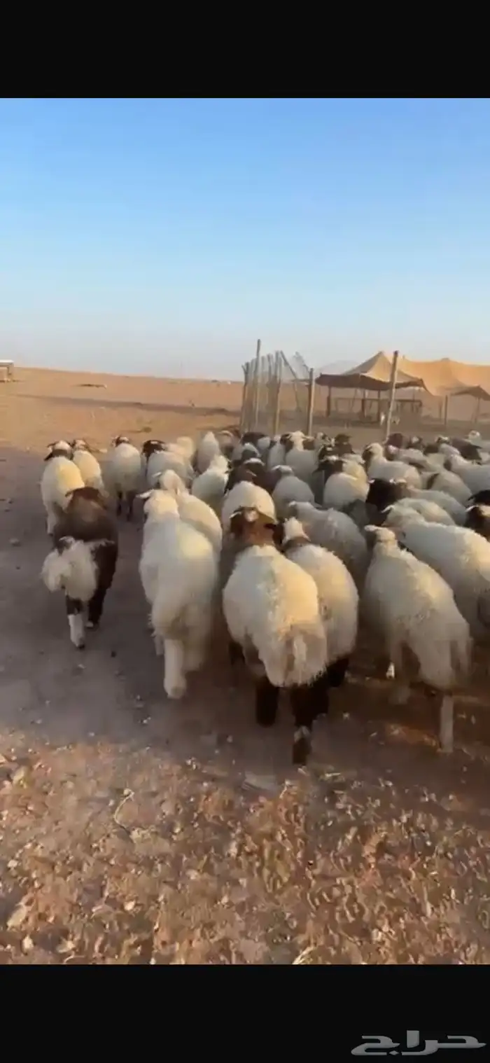 بهم نعيم تربيتي شعير وتبن شرط كرشه بيضاء يوجد توصيل مع ذبح 2