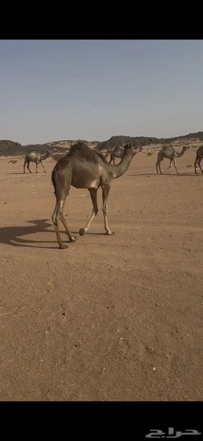 قعود اصيل جاهز لتدريب 0