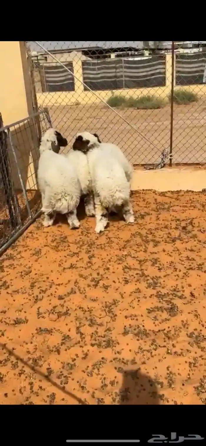 بهم نعيم 1