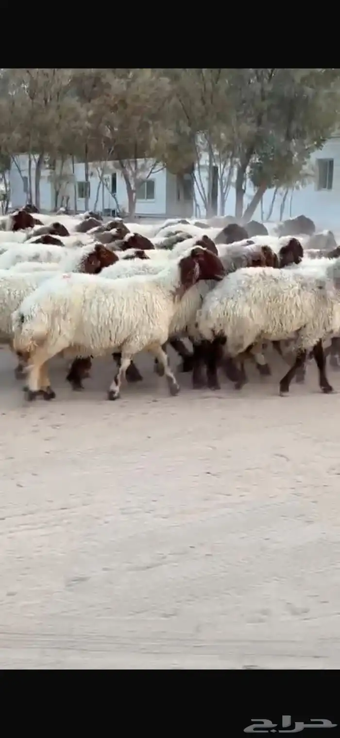 غنم نعيم العدد 48 صنف فاخره ومرسسه والوان دبس وتقوة امراح 4