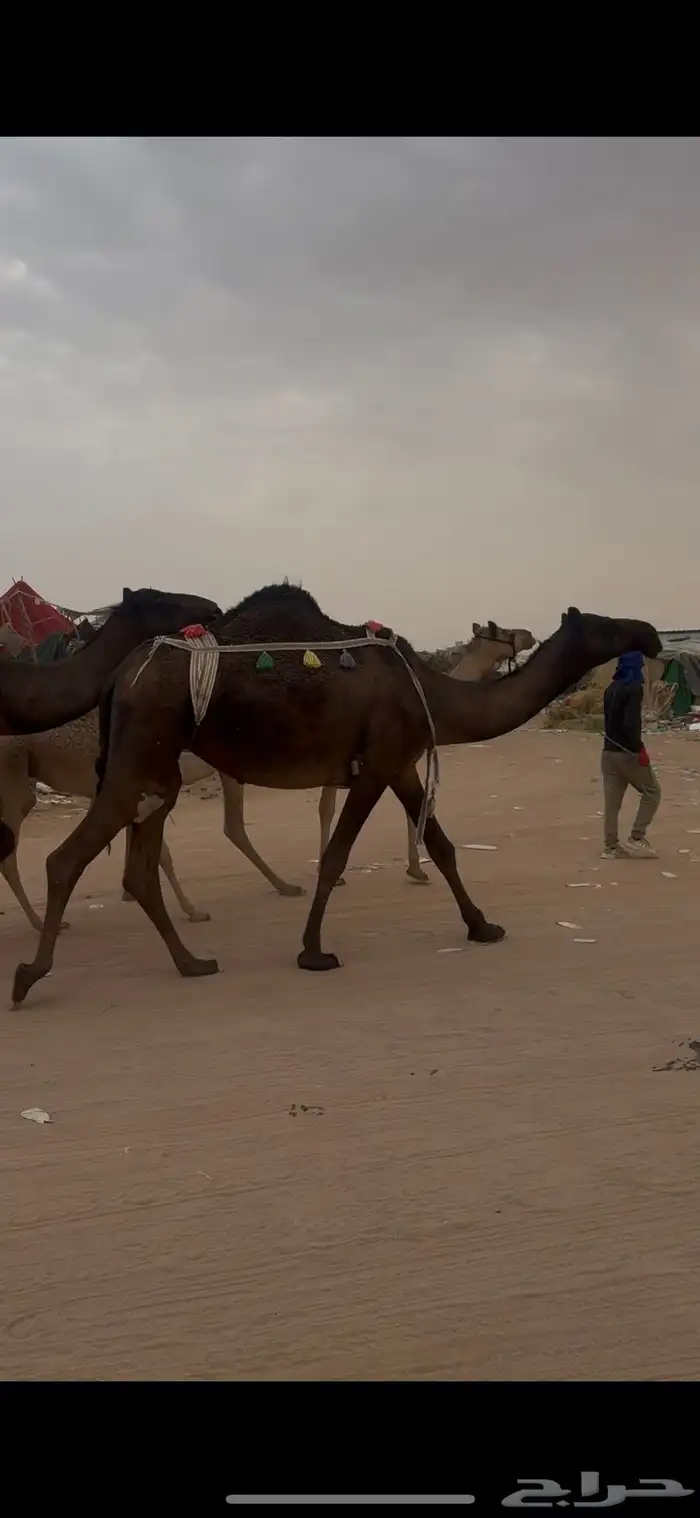 ضريبه ملحاء كفو وعلى جميع الشروط 0