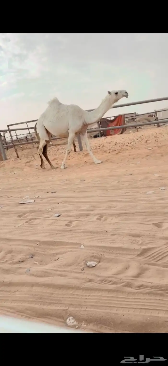 لقحه بكر وضحاء 0