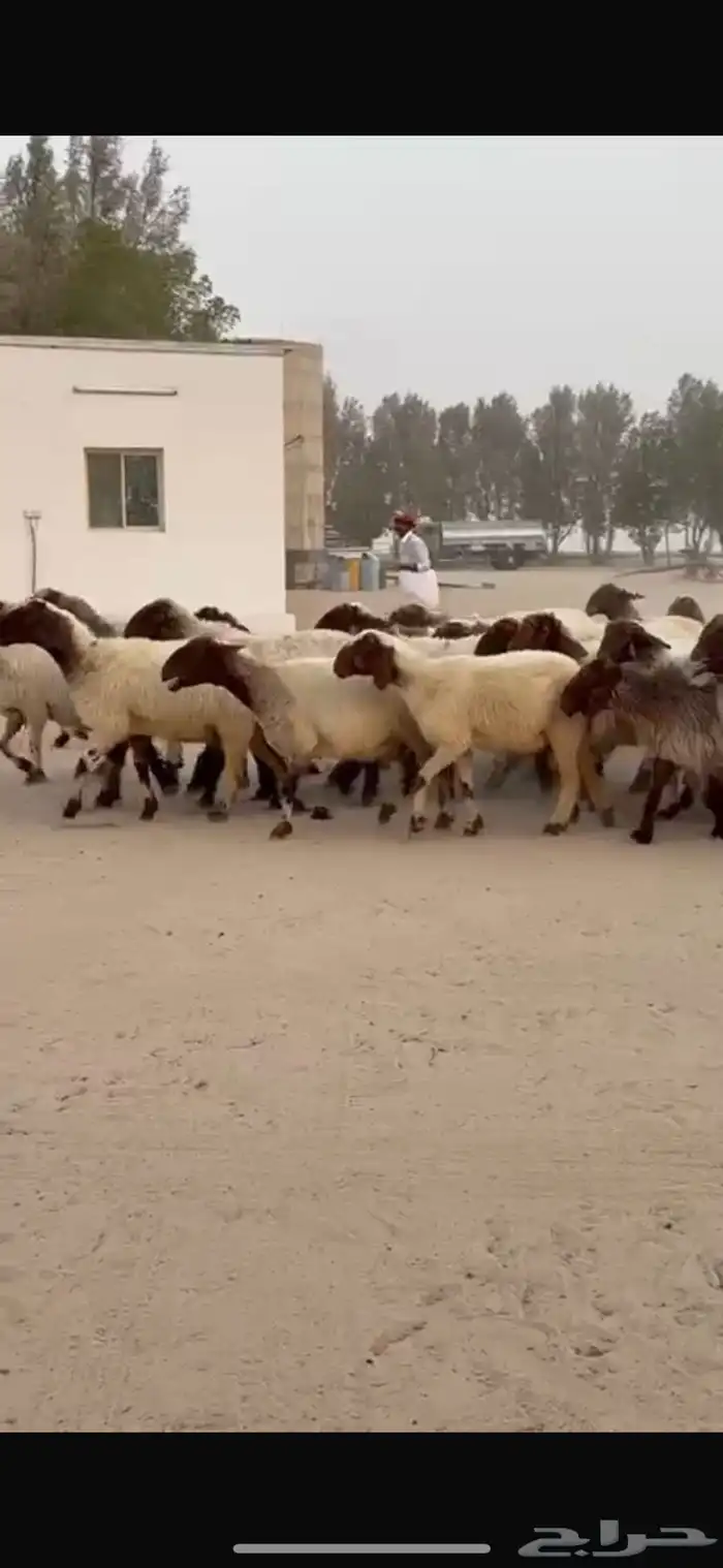 غنم نعيم العدد 48 صنف فاخره ومرسسه والوان دبس وتقوة امراح 7