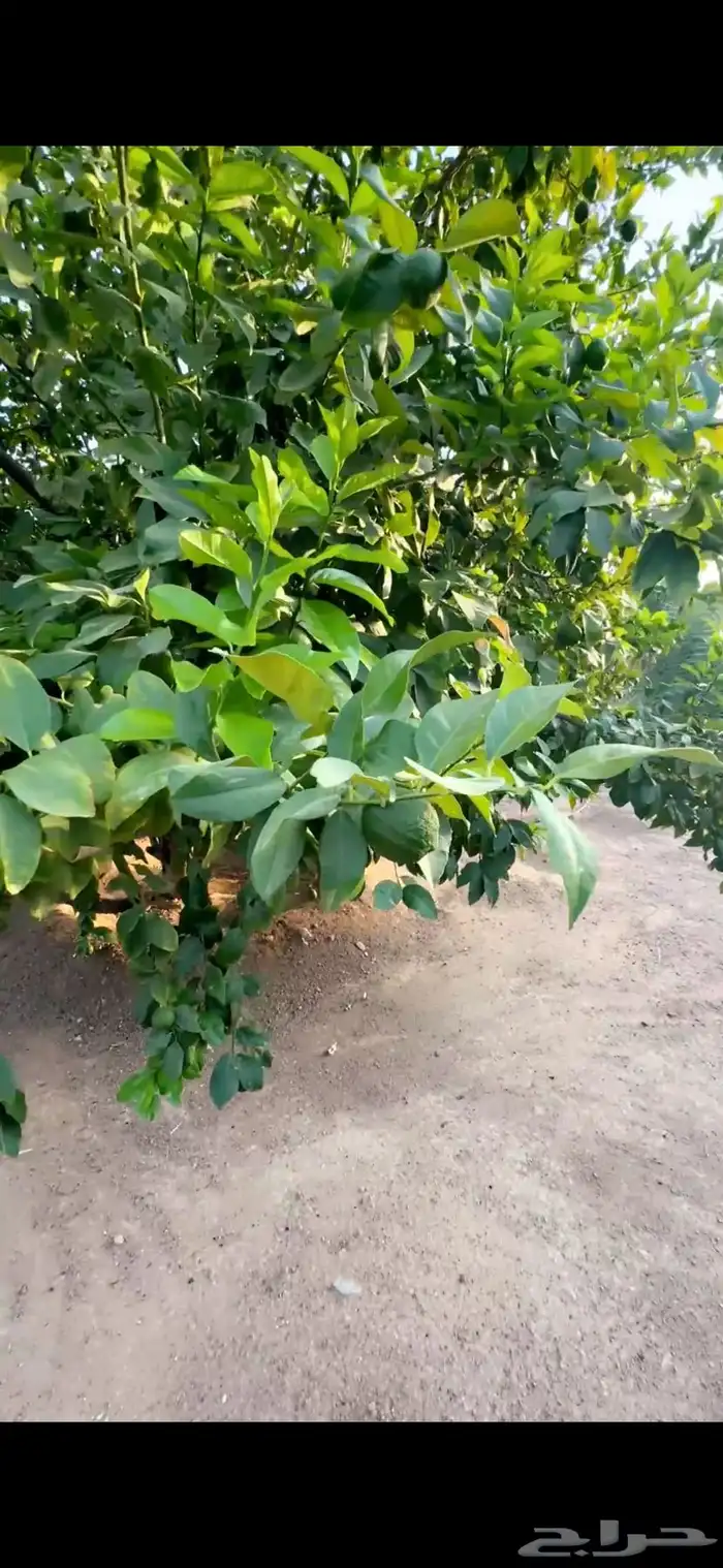 للبيع استراحه بالهرير بصك زراعي مستقل 5