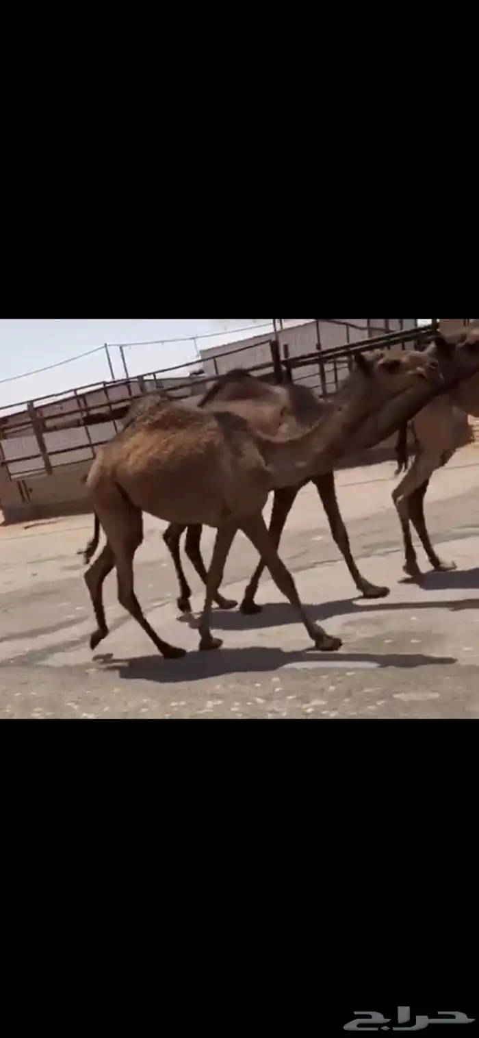 البكار المفاريد الدبيانيات 0