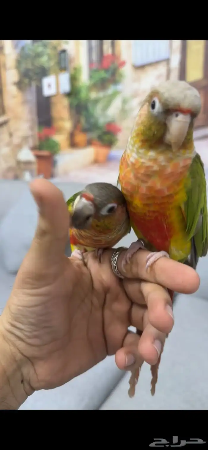 جوز كنيور اليف منتج بفروخه 2