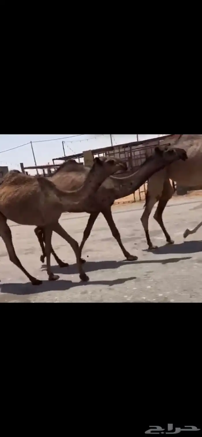 البكار المفاريد الدبيانيات 2