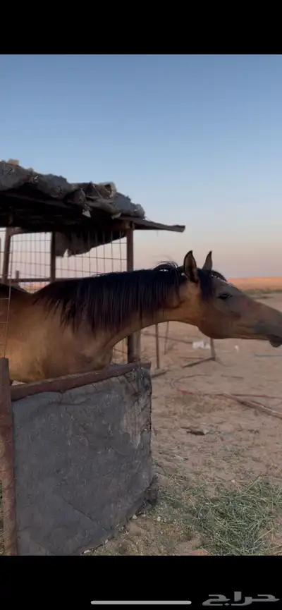 مهر واهو مكس غير مسجل index