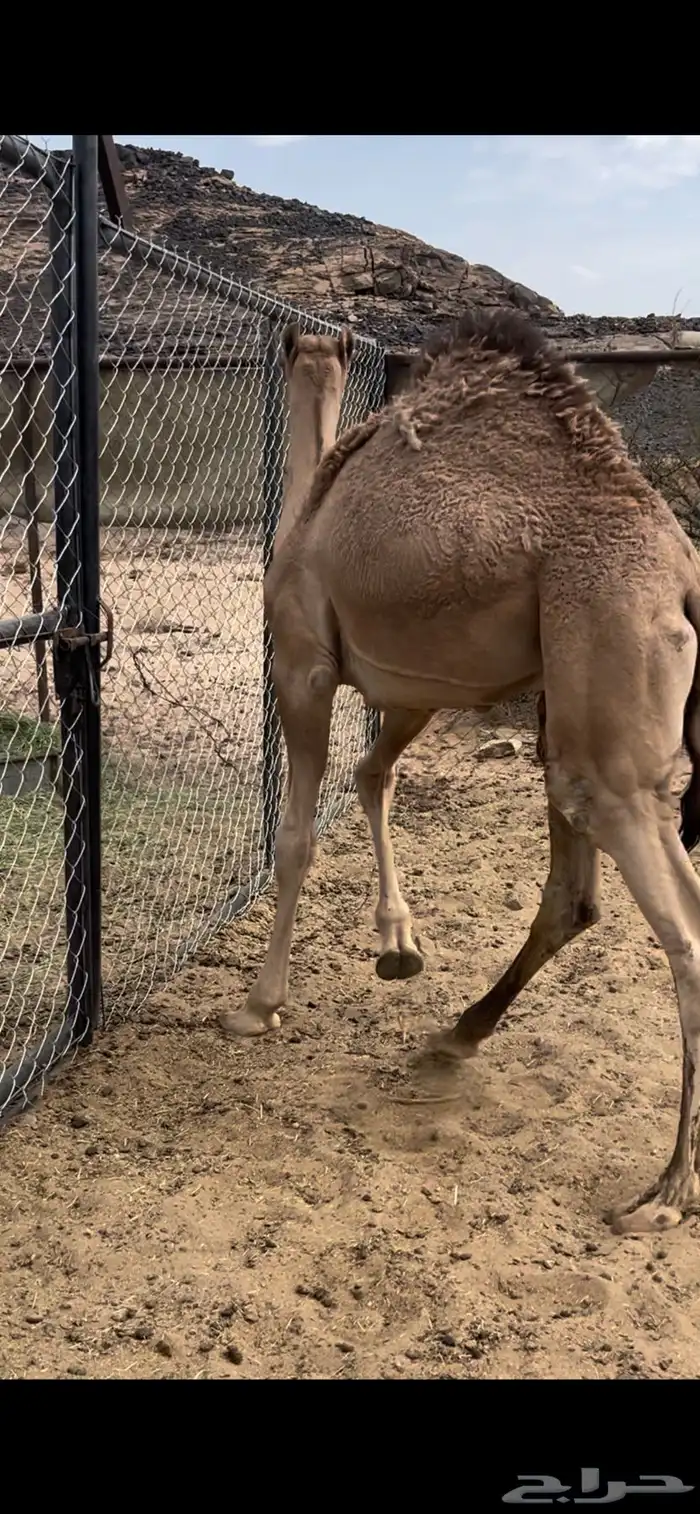 قعود بلدي ع حليب امه 2