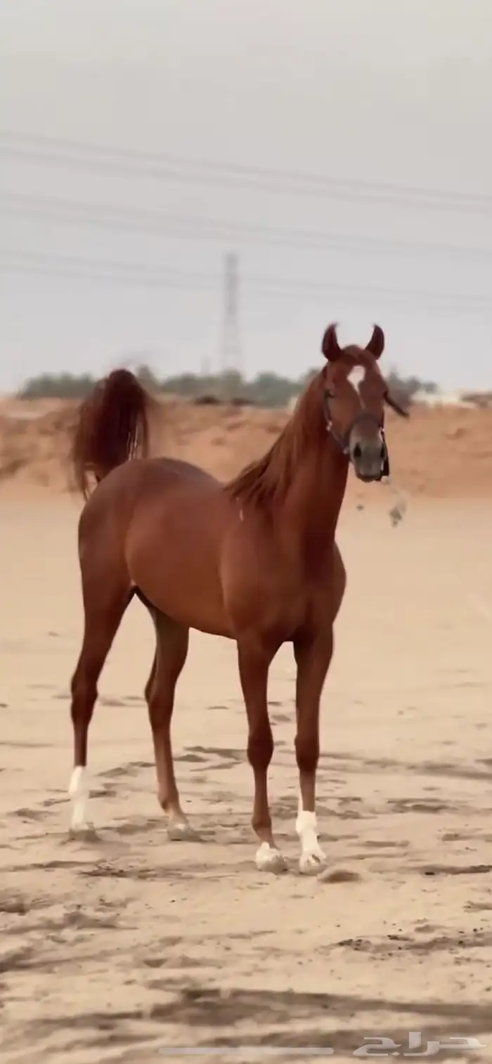 مهر شعبي عمره سنة 6 شهور 0