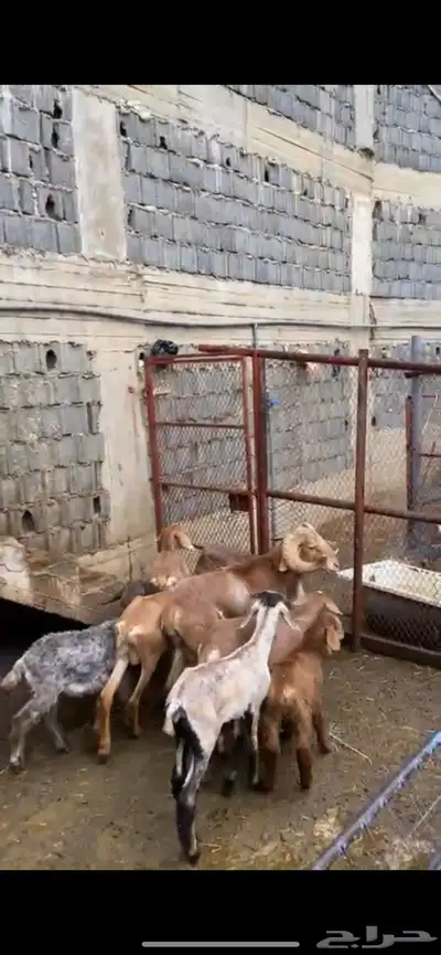 وعل النيلورشيب الكشميري index