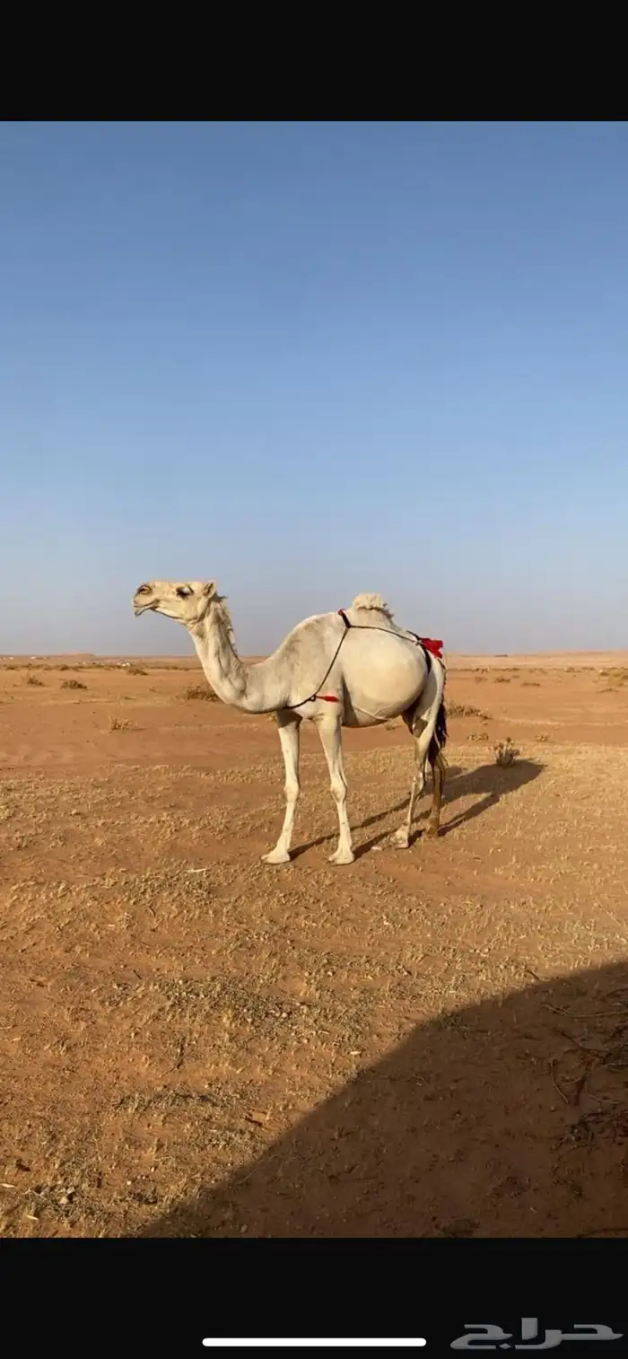 ناقه خلفه طيبه 0