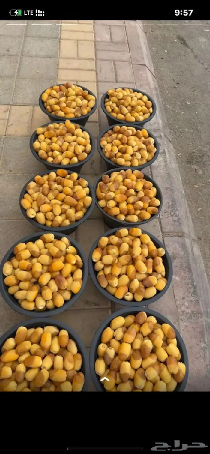 تمور و  تين حوطه بني تميم توصيل طلبات للرياض 50 سطل وطالع 0