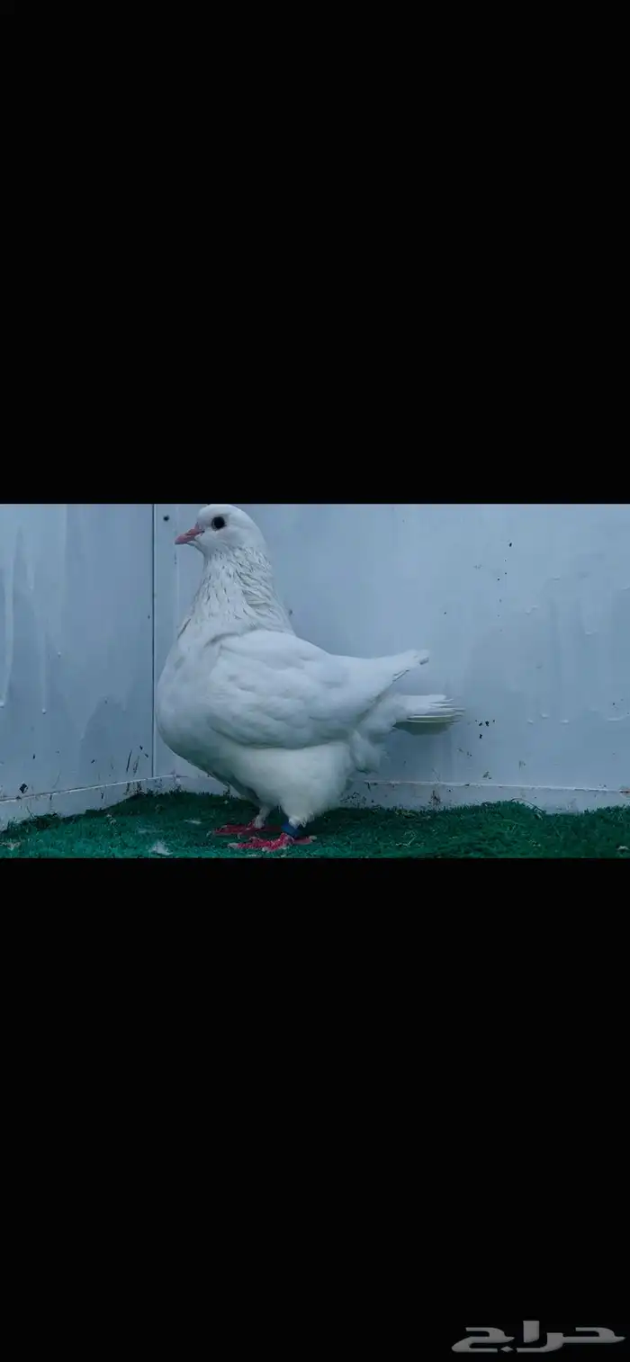 انثى فرش بيضاء 3