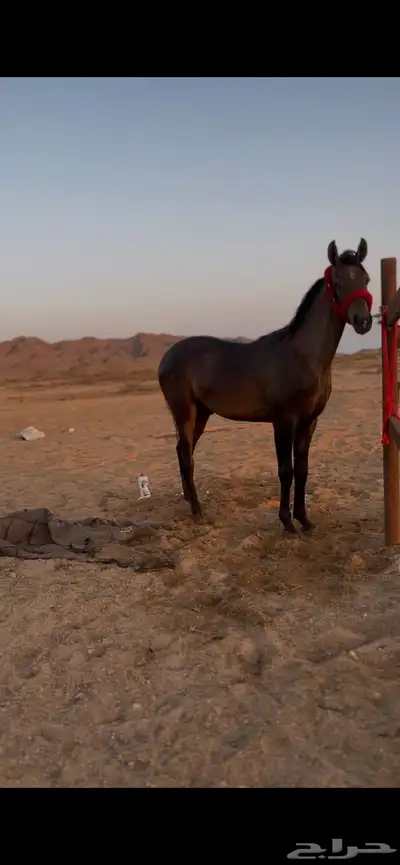 مهر واهو مكس غير مسجل index