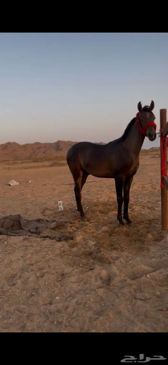 مهر واهو مكس غير مسجل 4