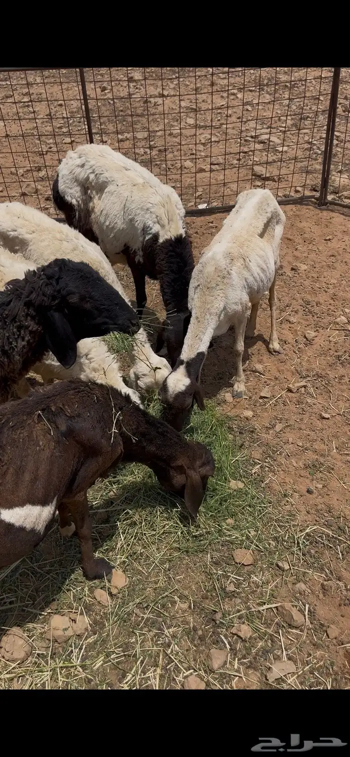 غنم قصب 1