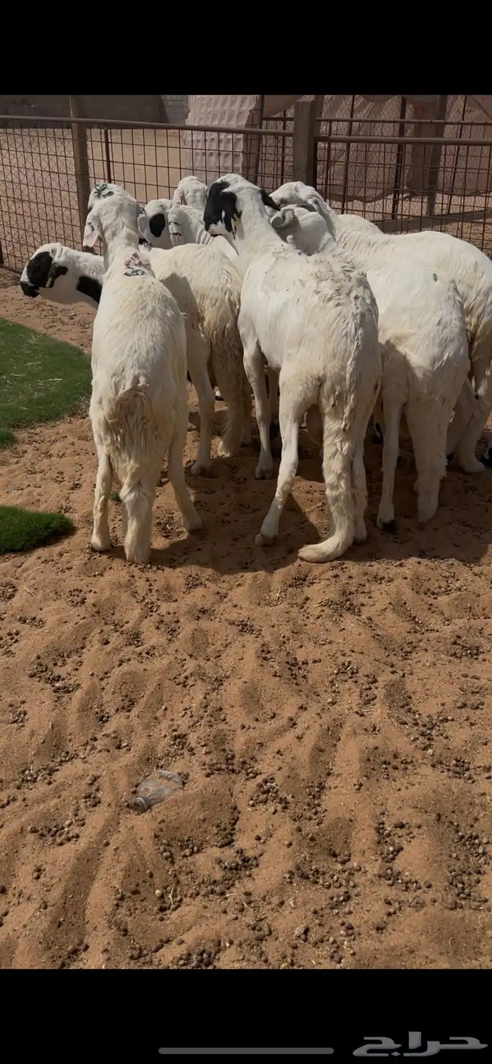 سواكن 1