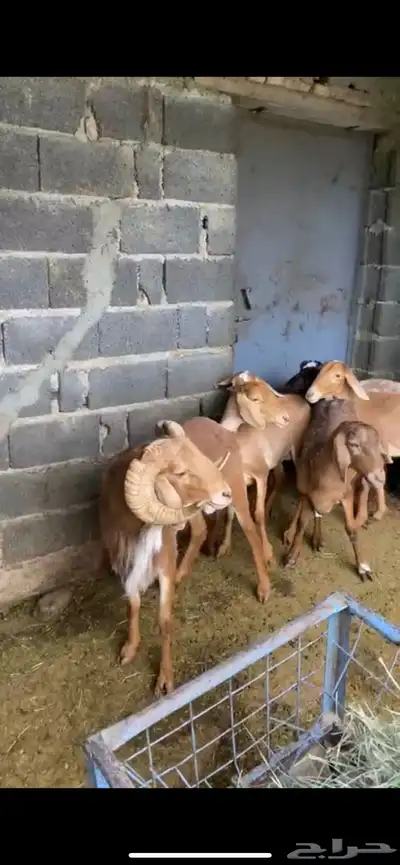 وعل النيلورشيب الكشميري index