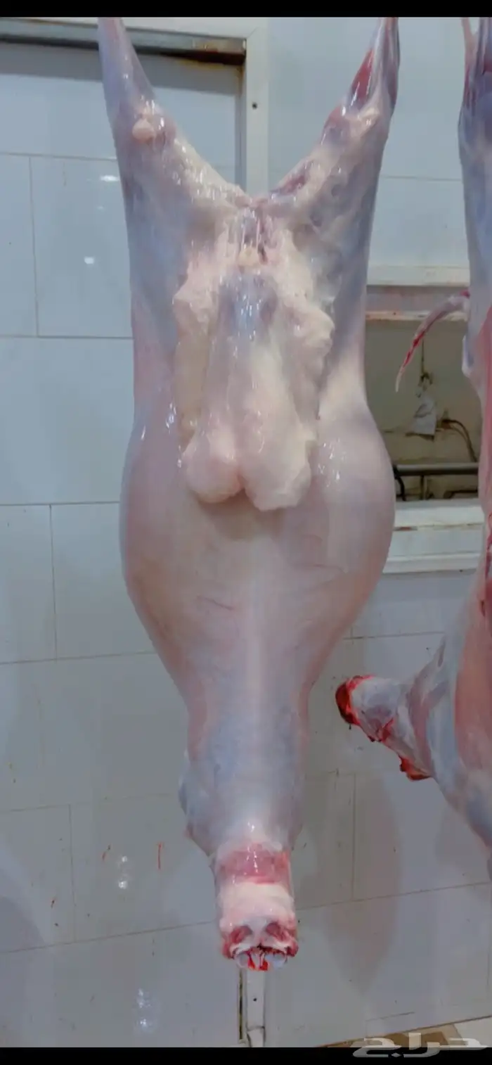 طليان حريه من المراح شرط 10