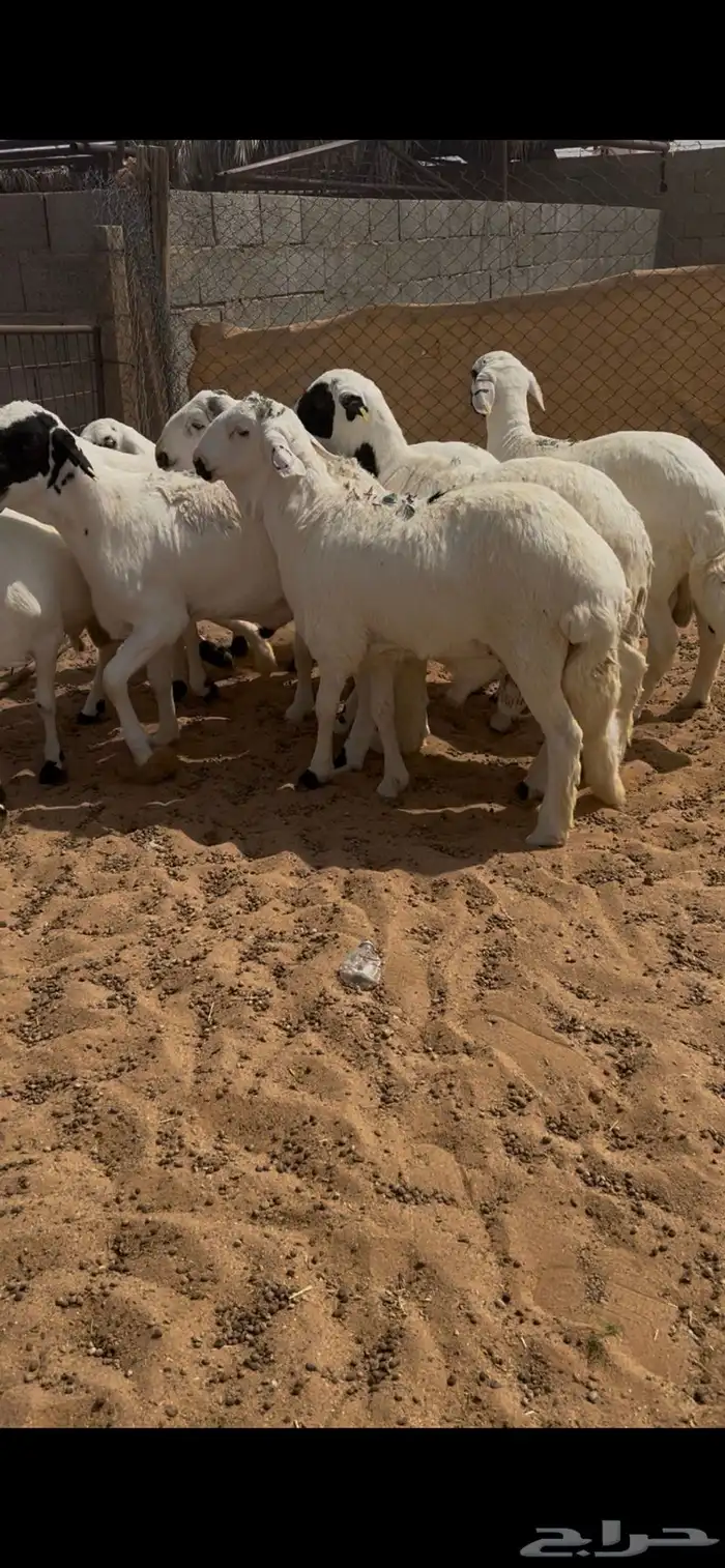 سواكن 0
