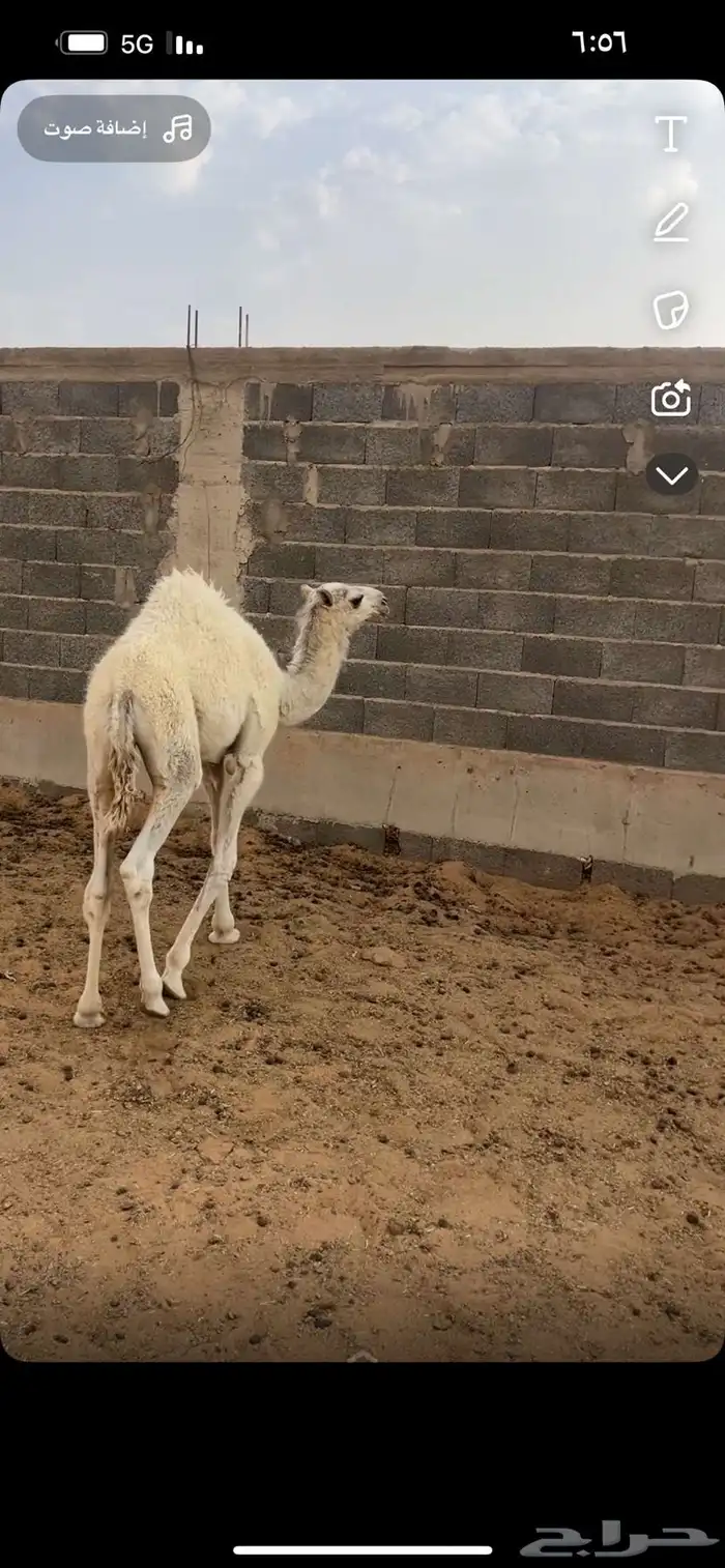 للبيع قعود لباني 0