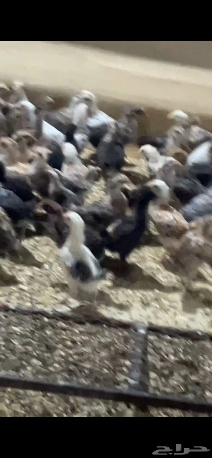 للبيع صوص بلدي شرط شرط 2