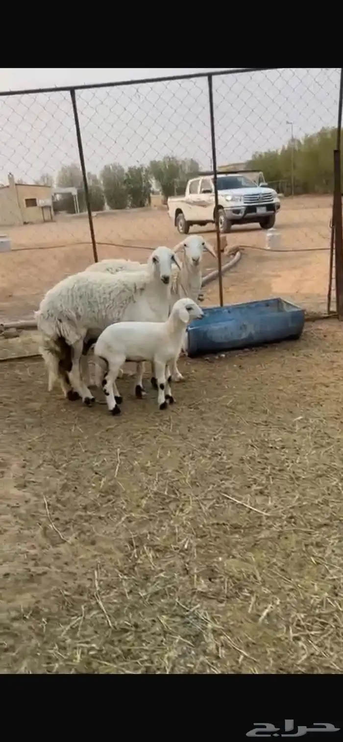 رخال جذعات للبيع 1