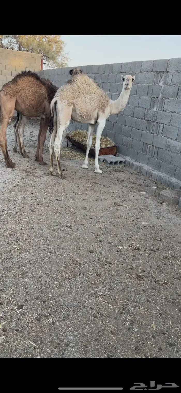 للبيع حشو بريات وشحم وطيبات عددهن 4 1