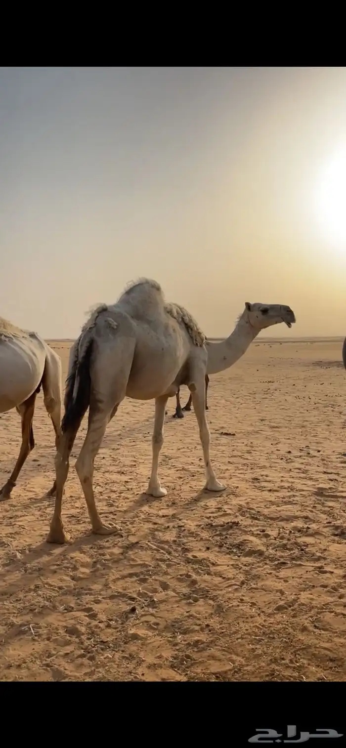 ثنو القحه تلد في شهر خمسه 1
