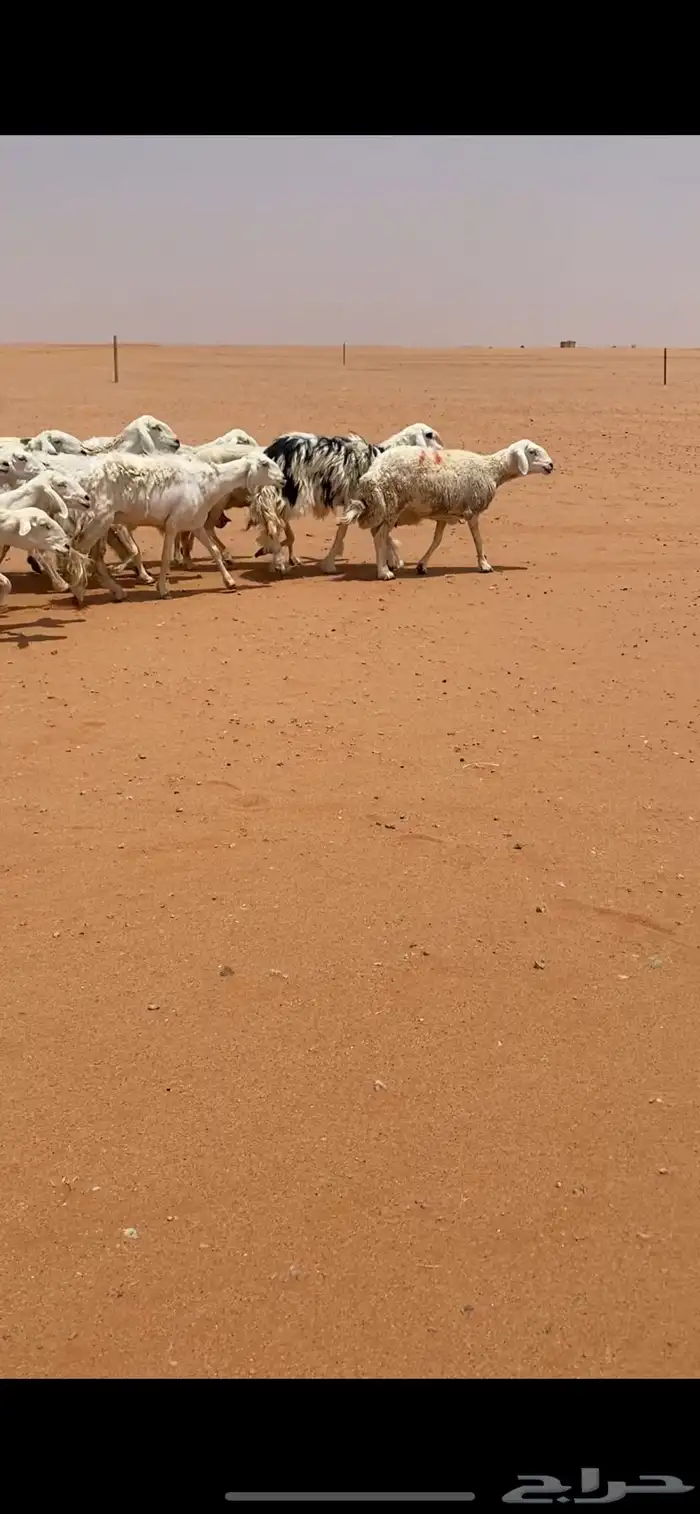 البيع غنم حرش طيبه 2