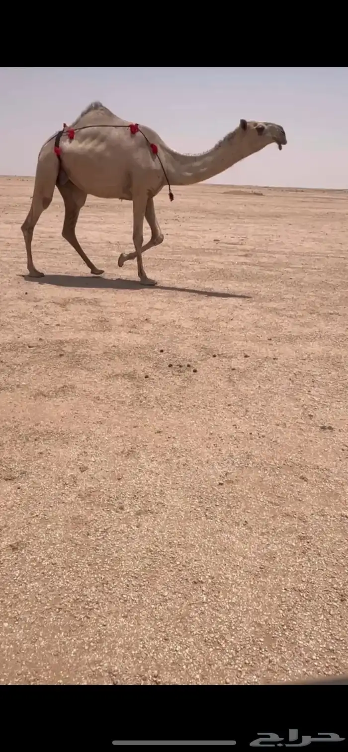 للبيع الشقحا لقحه. سنها ثنيه 0