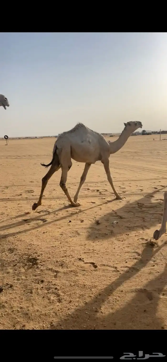 عشرا تحتها بكره حلوه 1