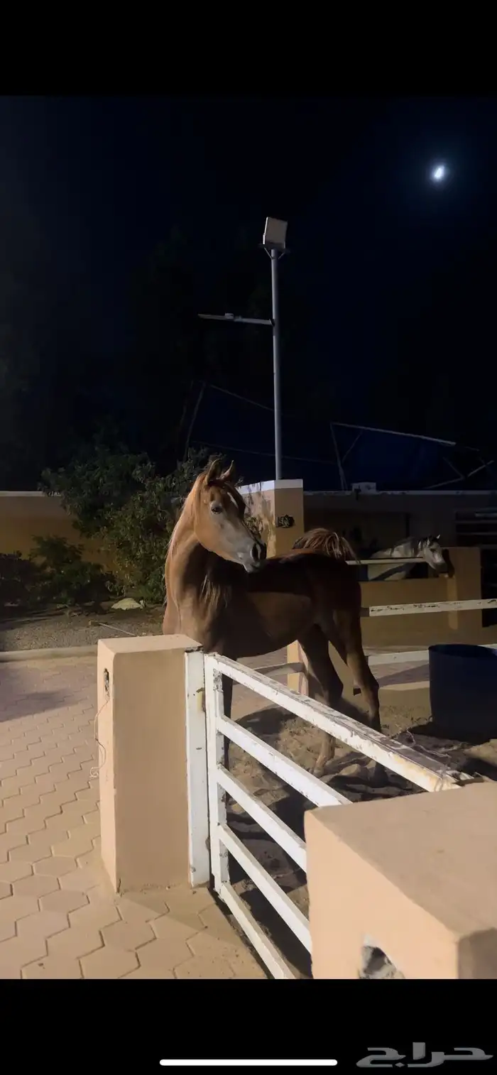 مهره واهو فاخرة للبيع 0