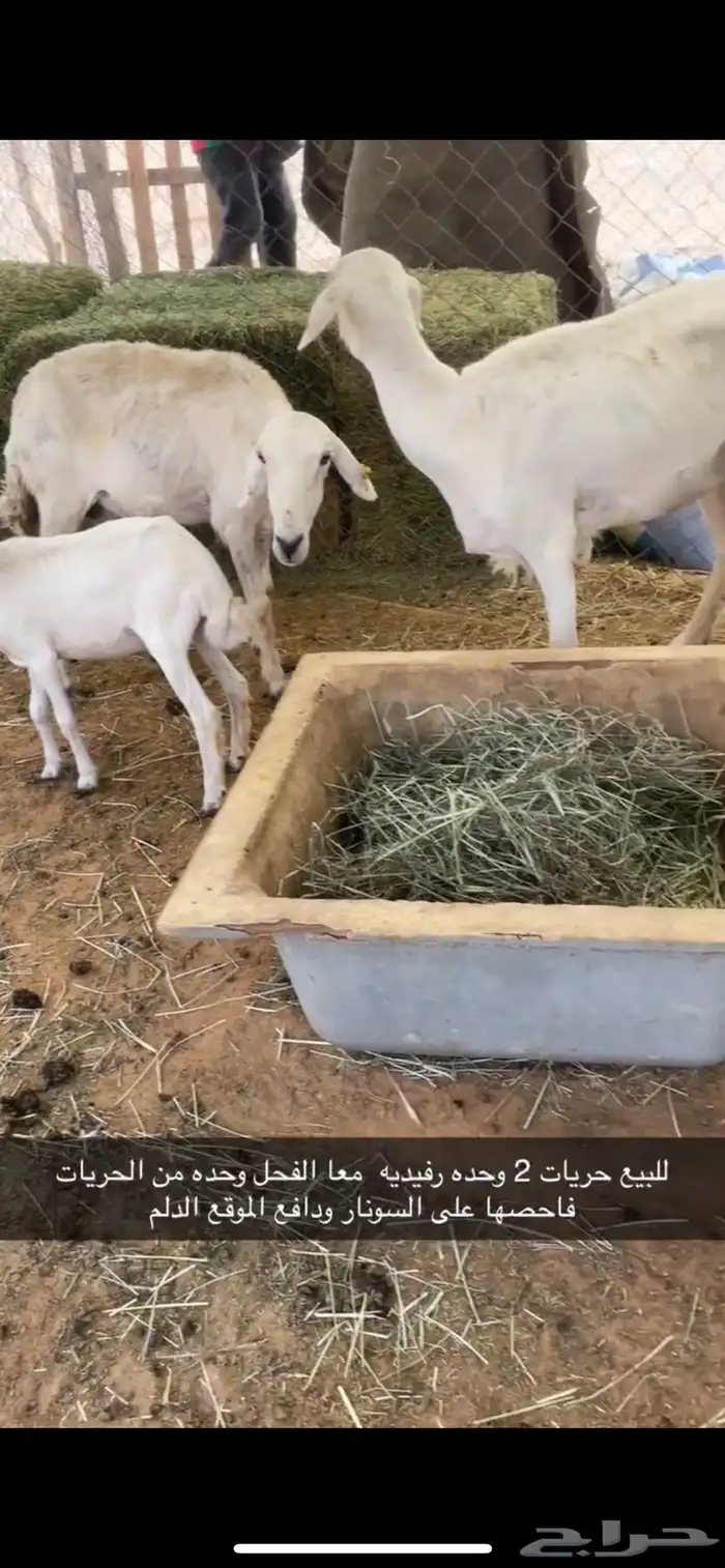 للبيع حريات دفيع ورفيديه 0