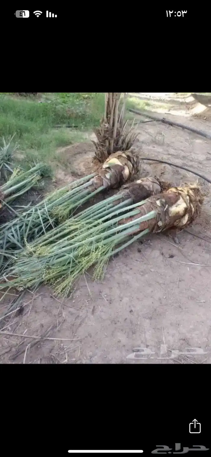 فسائل نخل للبيع جميع الأنواع وتوصيل متاح لجميع المملكه 1