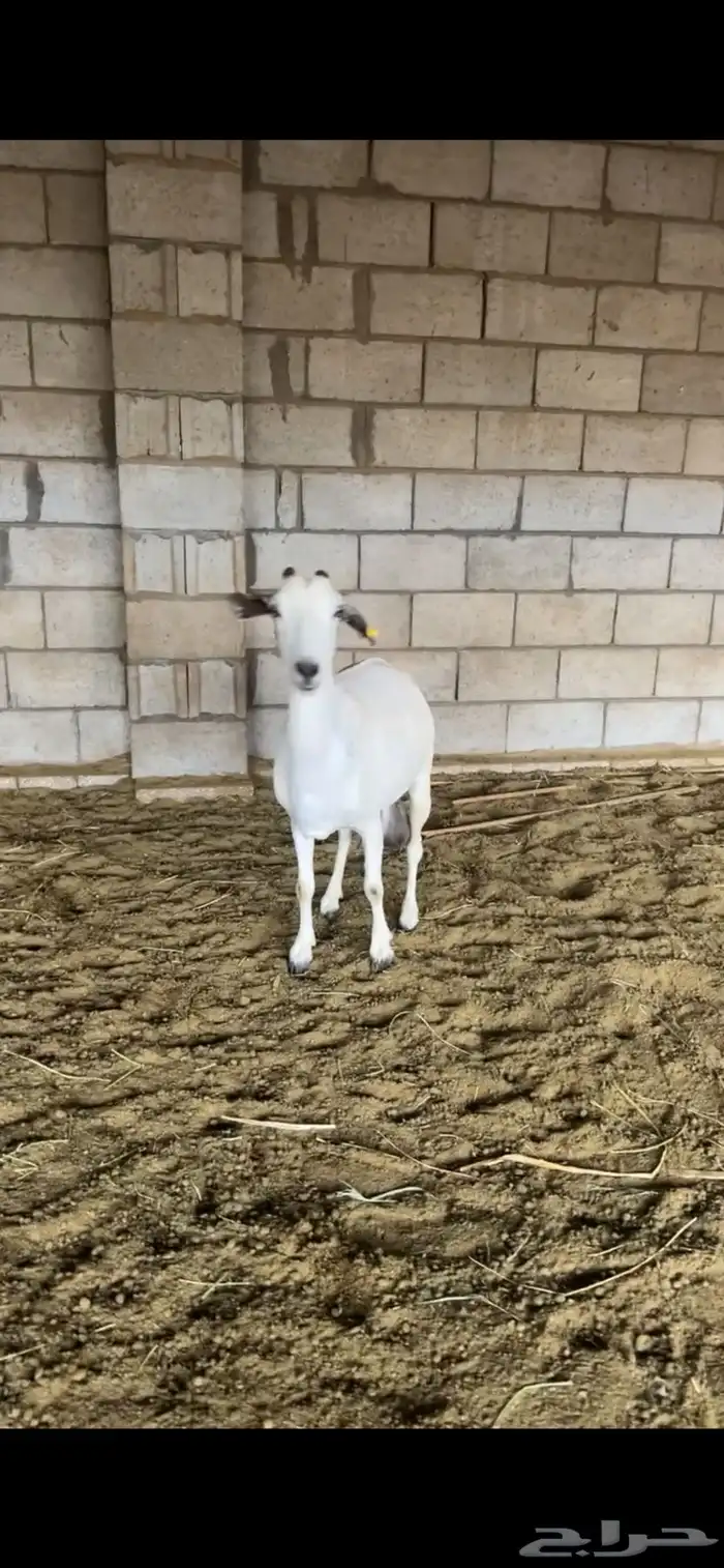 للبيع عنز بيشيه كفووو حليب وافر. تم البيع 0