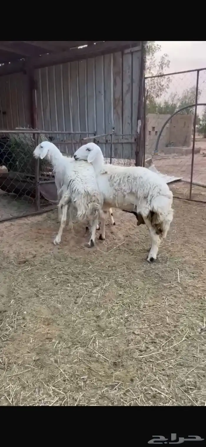 رخال جذعات للبيع 0