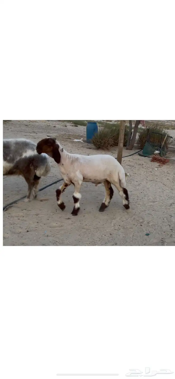 مشروع فحل نعيم صنف 1