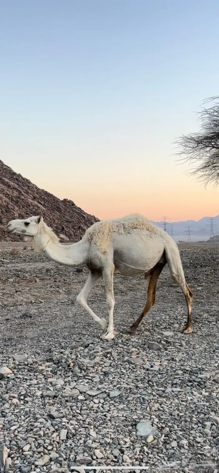 للبيع ناقه 0