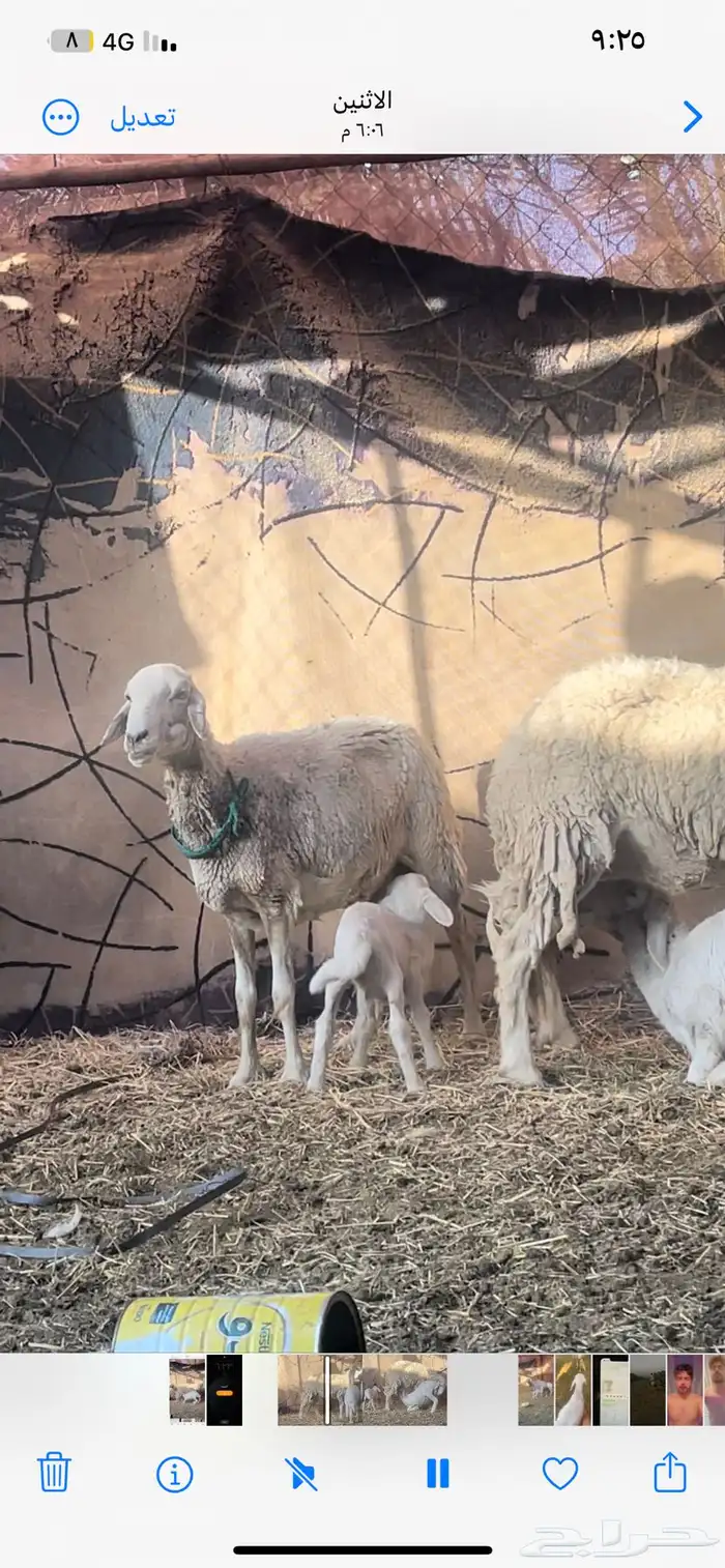 غنم حري ثنتين ولد وحده ولده 3 شهور 1