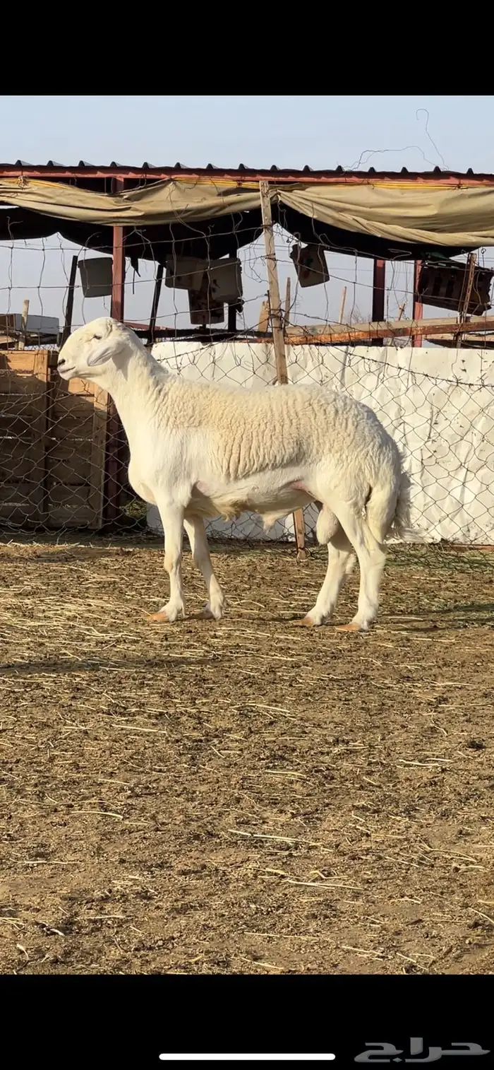 فحل حري مشروط 0