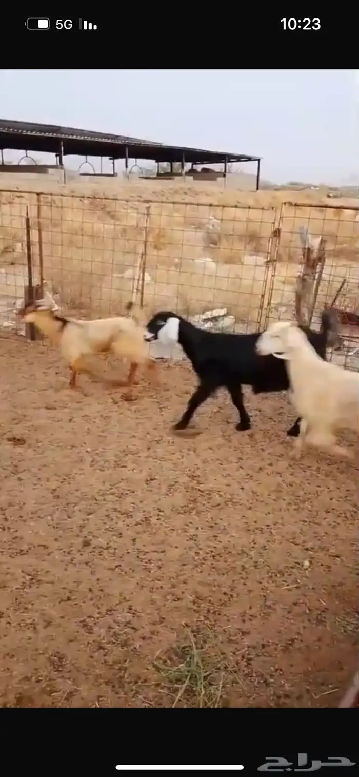 جفار وتيوس 1