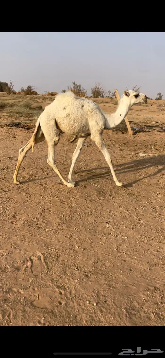 خلفه منتج معها حواره كفووو 6