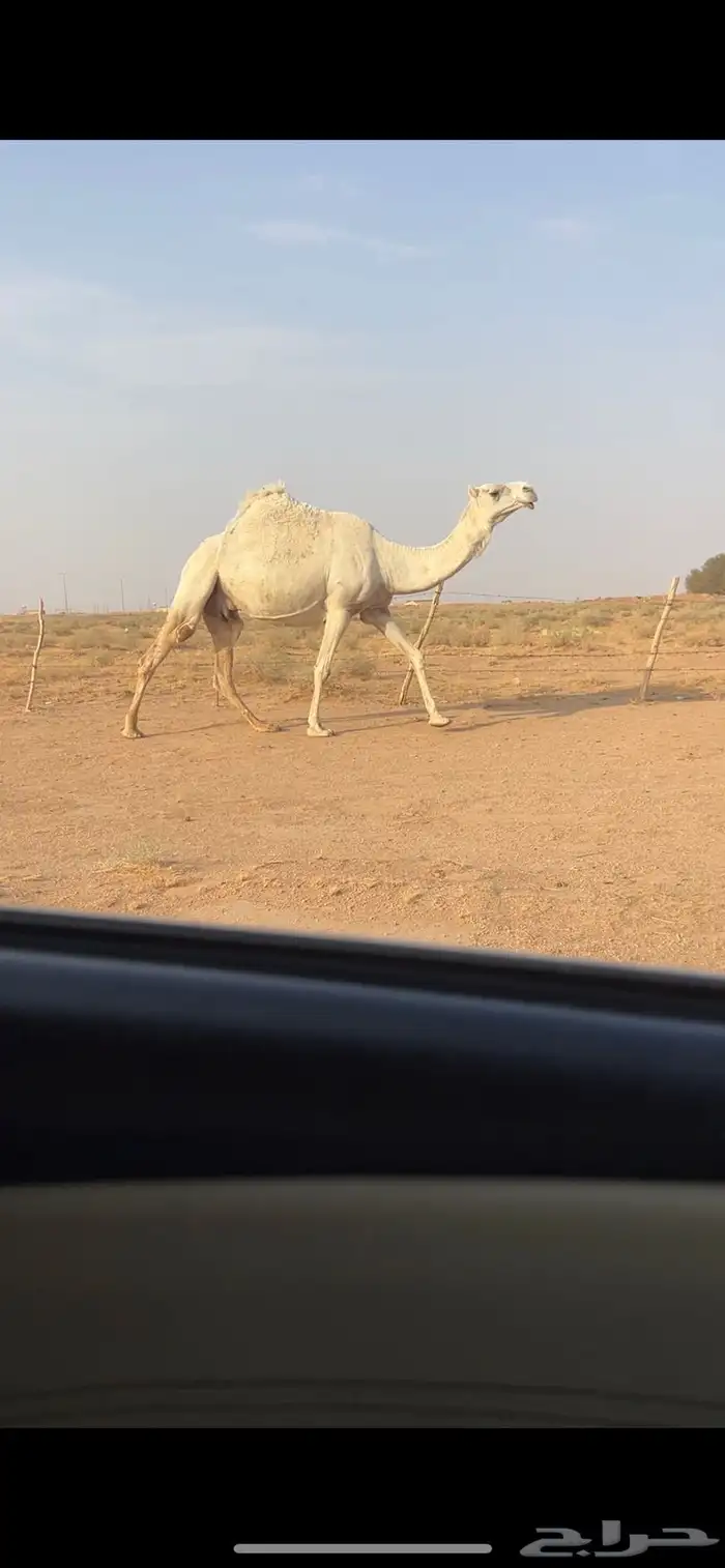 خلفه منتج معها حواره كفووو 2
