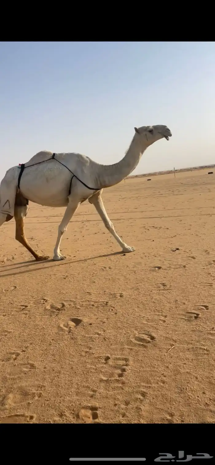 عشرا تحتها بكره حلوه 0