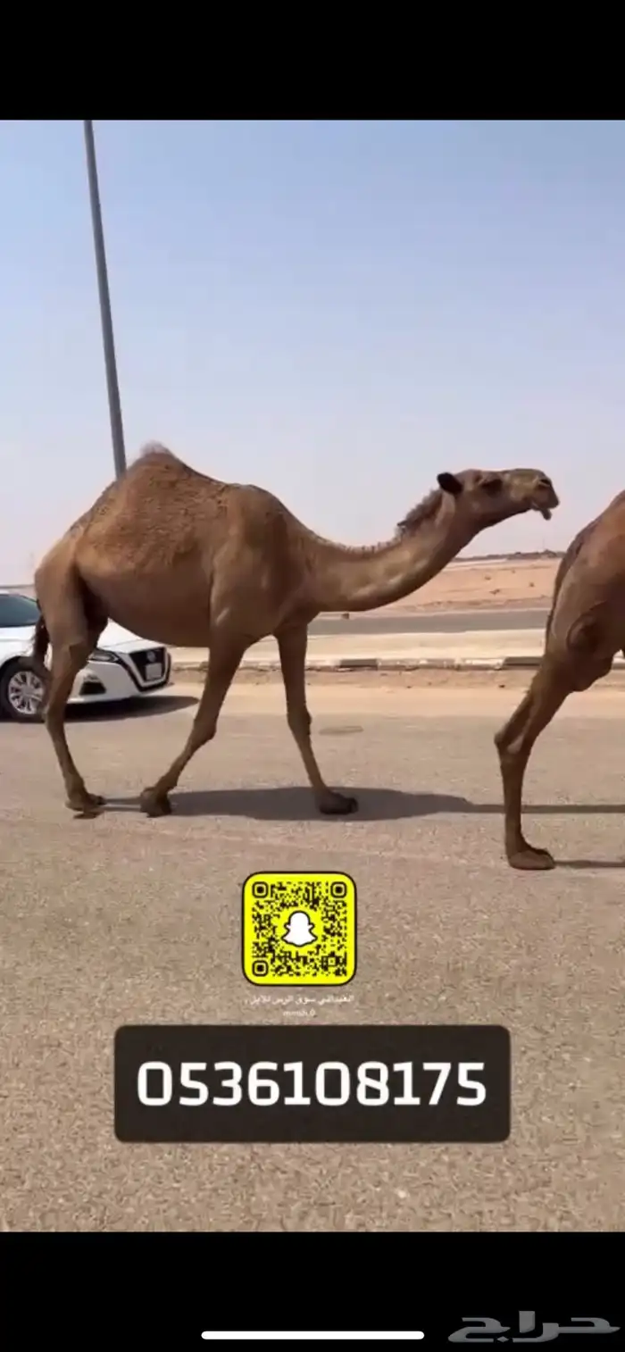 لقحات العدد 2 فريحيات 2