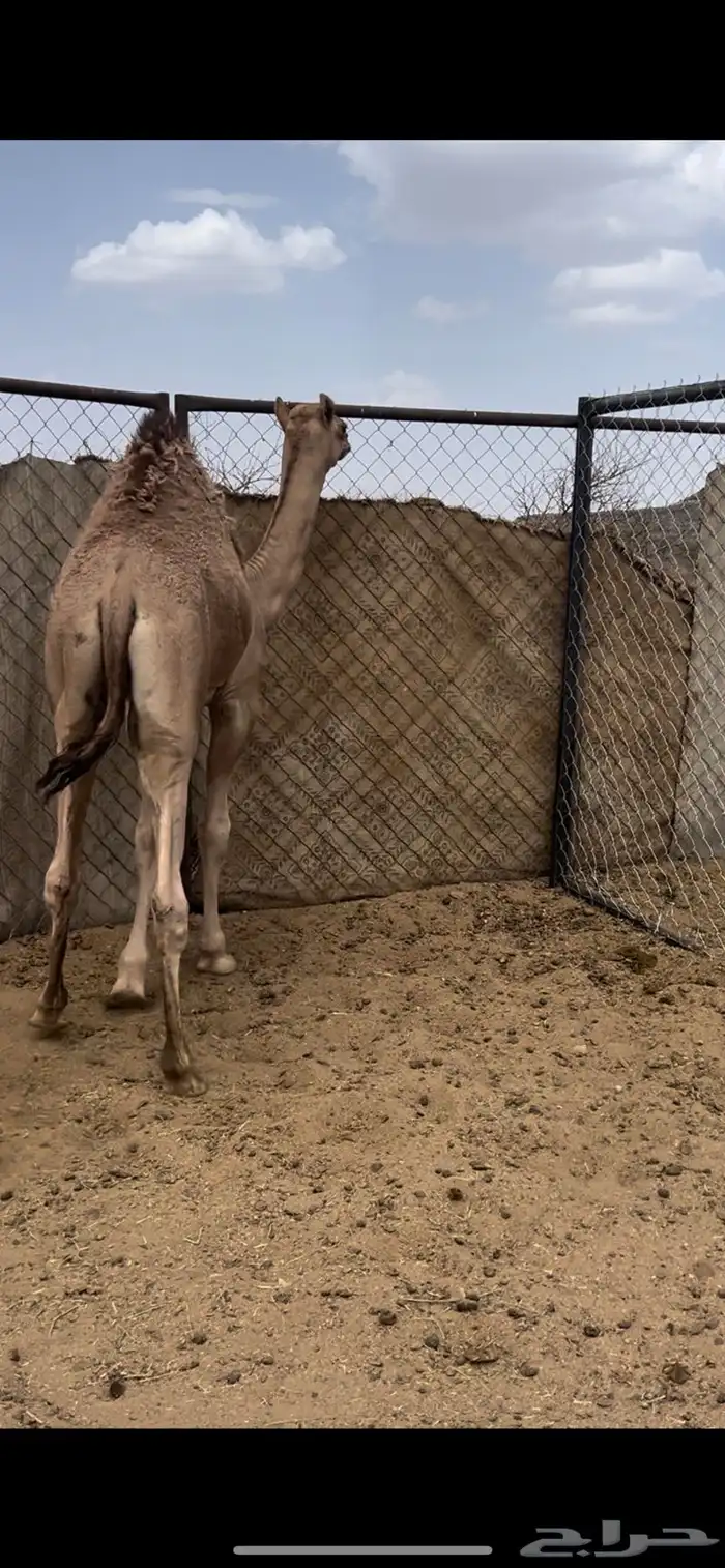 قعود بلدي ع حليب امه 1